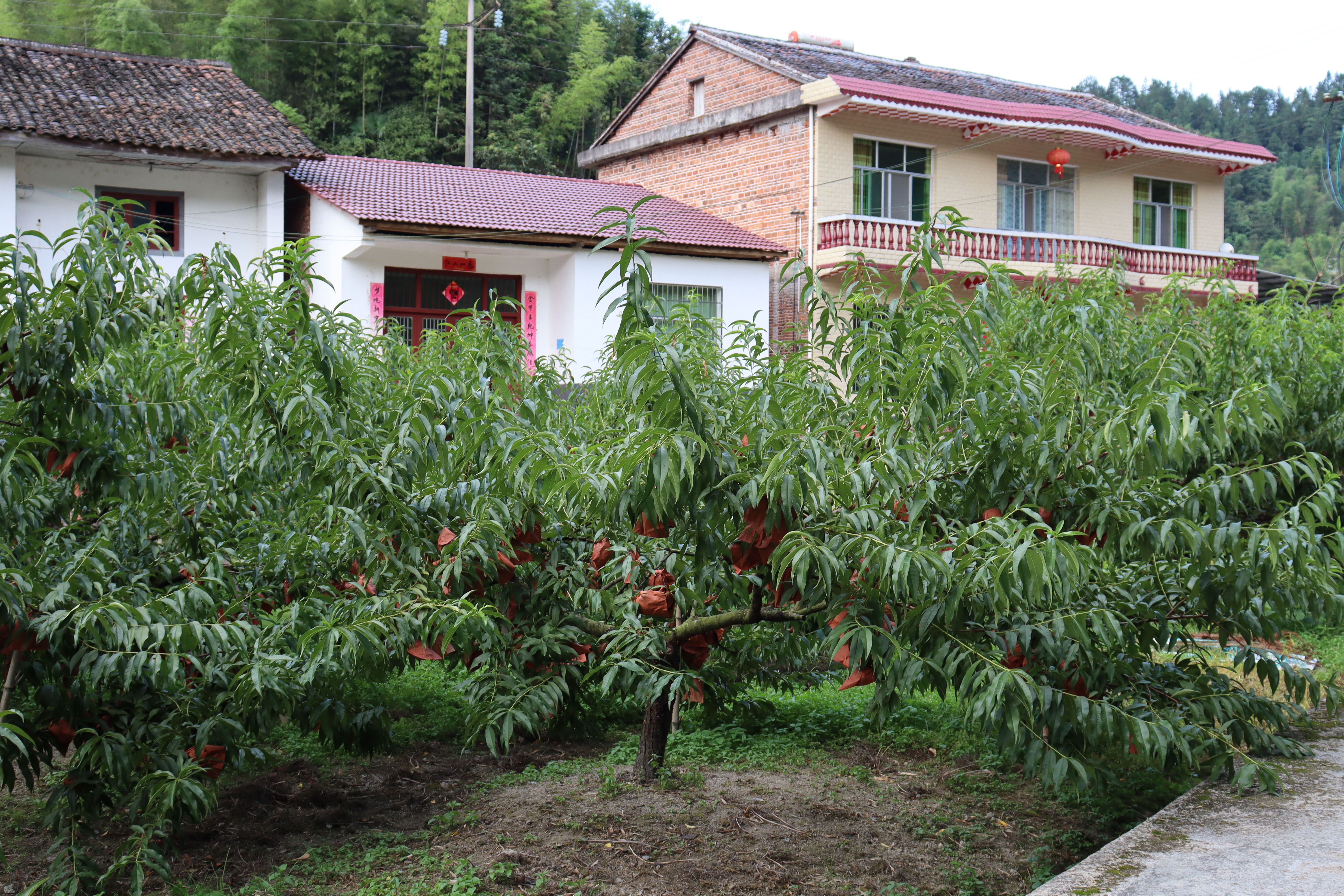 beats365官方网站：情系畲族村 逐梦新征程